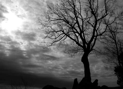 Free Images Landscape Tree Nature Branch Silhouette Cloud Black