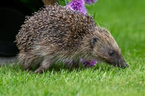 Hedgehog Wild Native European Hedgehog In Natural Garden Habitat