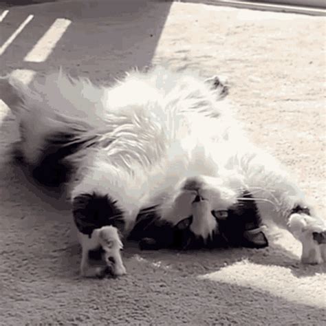 Cat Cats Gif Cat Cats Lazy Descobrir E Compartilhar Gifs