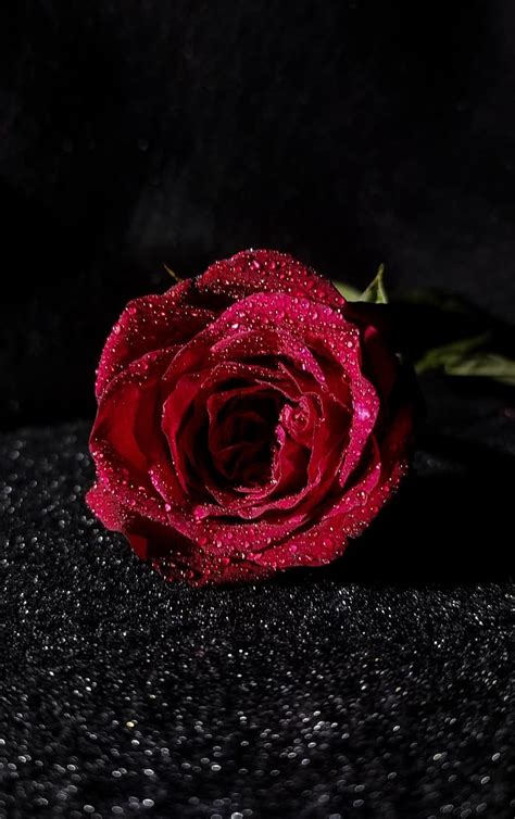 Dark Roses Wallpaper Hd Dark Pink Roses Hd With A Maximum Resolution Of 1920x1200 And Related