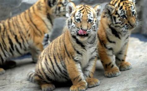 61 Best Images About Orange Tiger Cubs On Pinterest