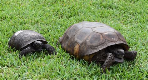 Environmental Groups Suing To Put Gopher Tortoises Back On The