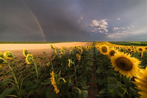 Field Of Sunflowers An Rainbow Behind After Rain In Summer Day Stock