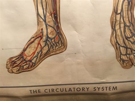 Vintage Anatomical Chart Of The Circulatory System Etsy