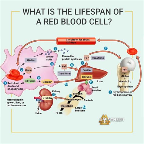 What Is The Lifespan Of A Red Blood Cell And How We Can Prolong It
