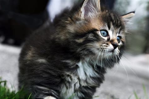 Norwegian Forest Cat Purrfect Cat Breeds