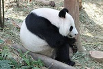 giant panda (Ailuropoda melanoleuca) - ZooChat