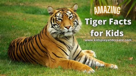 Amazing Tiger Facts For Kids Kids Play And Create