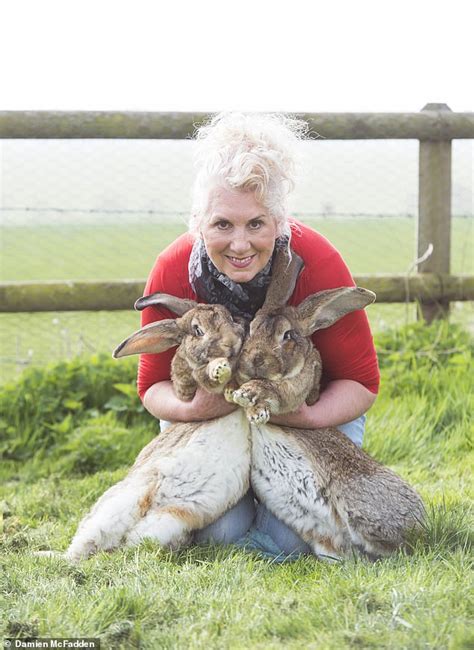 Whobunnit Darius The Worlds Largest Rabbit Vanished In The Dead Of Night His Owner An Ex