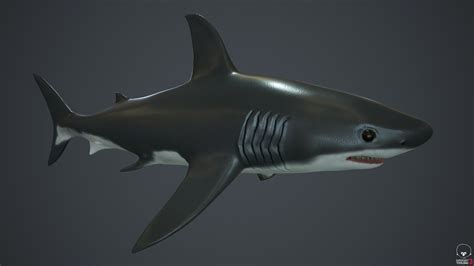 3d Model Pbr Shark Cgtrader