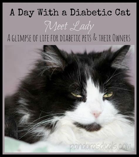 How much wet food to feed a cat every day? A Day With a Diabetic Cat: Meet Lady - See Mom Click ...