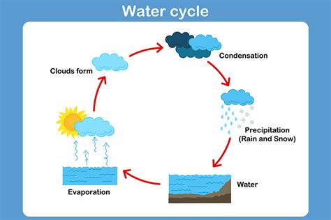 Diy water cycle kids activities are a fun way to engage little learners in geography and science lessons. 15 Facts, Diagram And Activities Of Water Cycle For Kids