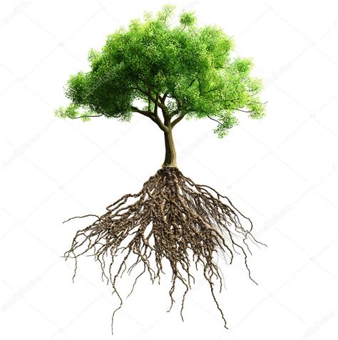 Tree With Roots Stock Photo By ©varuna 64608333