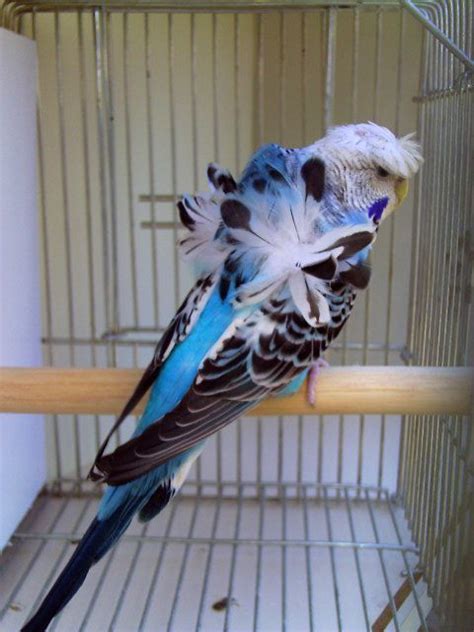 Japanese Crested Budgerigar Parakeetsbudgies For Short A Mutation