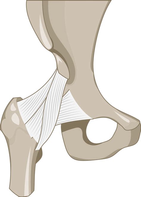Anterior View Of Hip Joint Ligament Togotv