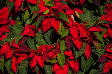 L'anthurium (anthurium andreanum) ou langue de feu, avec son inflorescence rouge est une plante d'origine tropicale que l'on retrouve dans nos intérieurs très fréquemment.son feuillage brillant et persistant a une forme de cœur et sa floraison aux couleurs vives comprend un spadice recourbé et mince entouré de la spathe. Images Gratuites : feuille, fleur, vert, rouge, l'automne ...