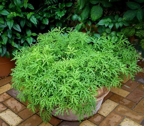 6 Easy To Grow Natural Mosquito Repellent Plants Pest Hacks