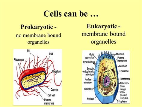 Compare Prokaryotic Cells To Eukaryote Cells Science News
