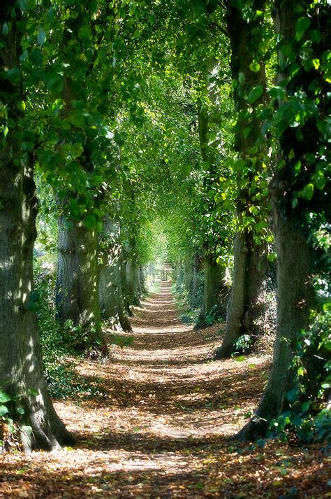 Tree Lined Path Photograph By Warren Millar