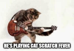 The best memes from instagram, facebook, vine, and twitter about cat scratch. Music week encore. - Imgflip