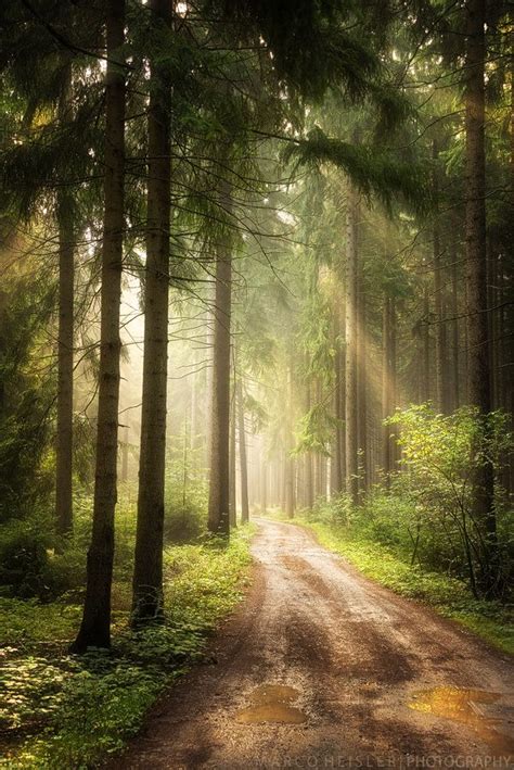 Path Of Dreams Forest Path Beautiful Landscapes Landscape Photography