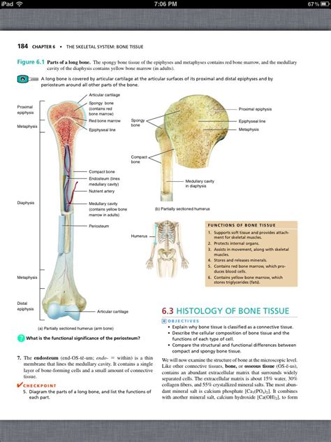 Principles Of Anatomy And Physiology Chapter 6 The Skeletal System