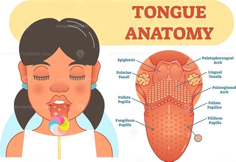 Tongue Anatomy Medical Vector Illustration Vectormine
