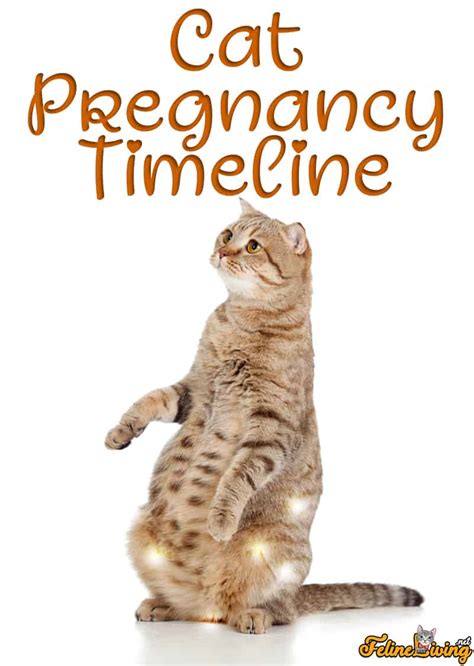 How To Take Care Of Your Pregnant Cat The Complete Guide To Safely