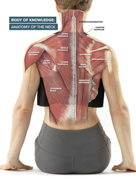 Striated Shoulderneck Muscles In Humans Shoulder Muscle Anatomy