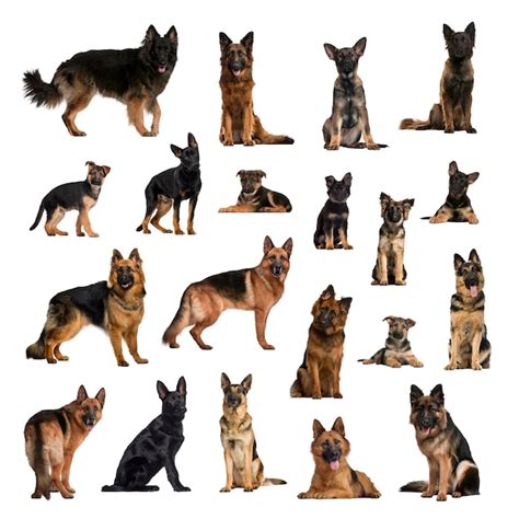 Premium Photo Large Collection Of German Shepherd Dogs Adult And