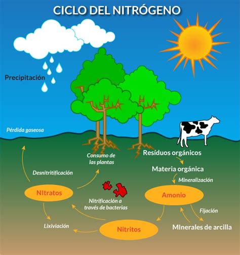 Los Ciclos Biogeoquimicos Ciclos Del Fósforo Oxigeno Azufre