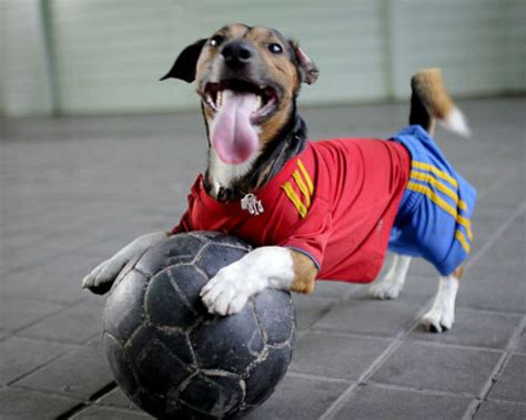 Dog Plays Football Puppy Plays Like A Pro Check Him Out Video