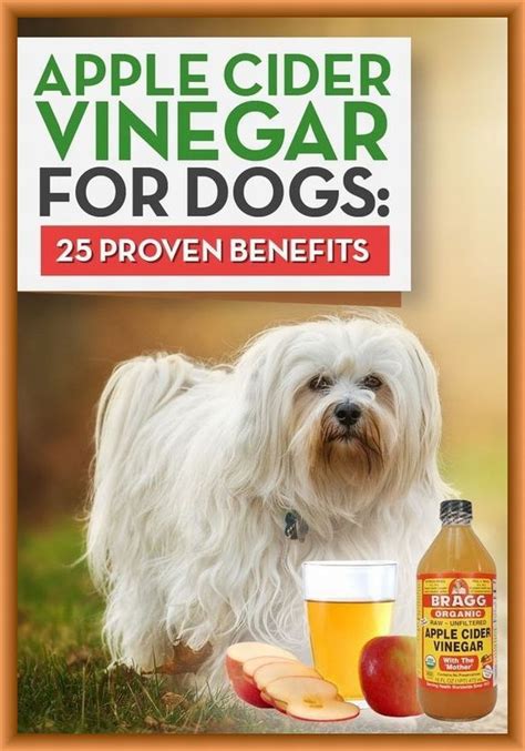 Apple Cider Vinegar For Dogs 25 Proven Benefits Dog Treatment Apple