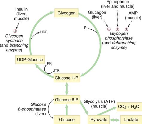 Glycogenolysis Definition Glycogenolysis Steps And Pathway