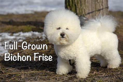 Full Grown Bichon Frise When Size Weight And More Bichon World