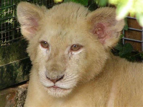 Filewhite Lion Cub