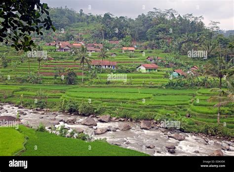 Indonesian Rural Village And Rice Paddy Fields In The Rainy Season