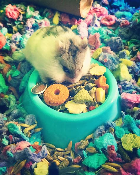 She Was Sleeping In Her Food Bowl Until I Moved Her For A Refill Look