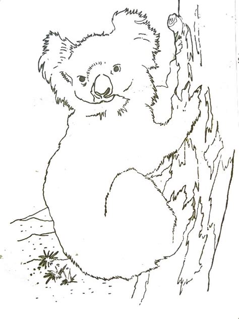 77 Dessins De Coloriage Koala à Imprimer Sur Page 9