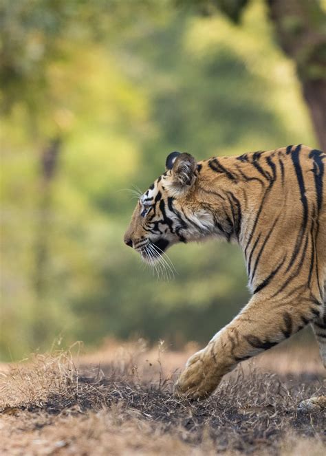 Tigers In Bandhavgarh National Park