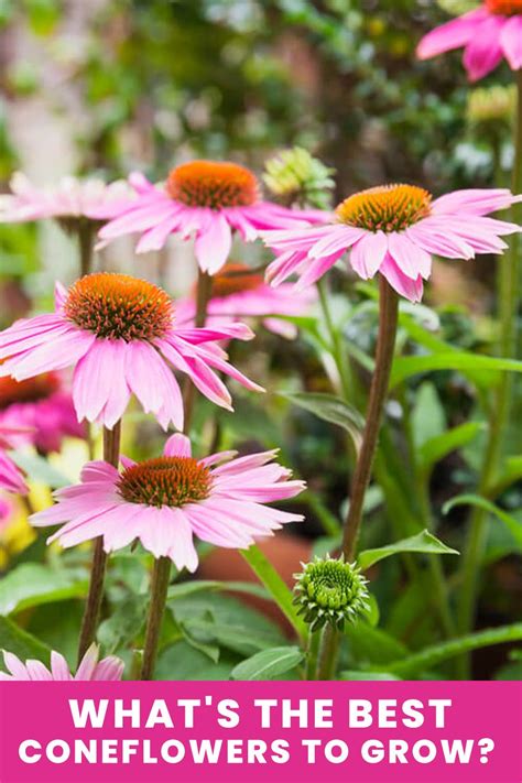 10 Best Echinacea Varieties To Grow Echinacea Flower Care Fall Plants