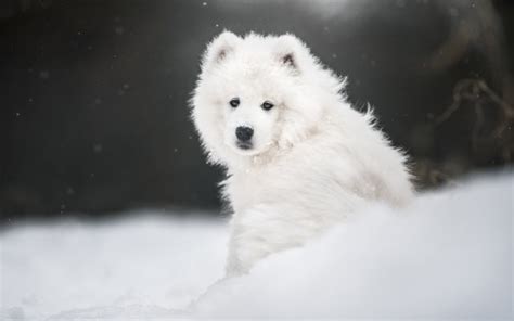 White Samoyed Dog On Snow Hd Dog Wallpapers Hd Wallpapers Id 69576
