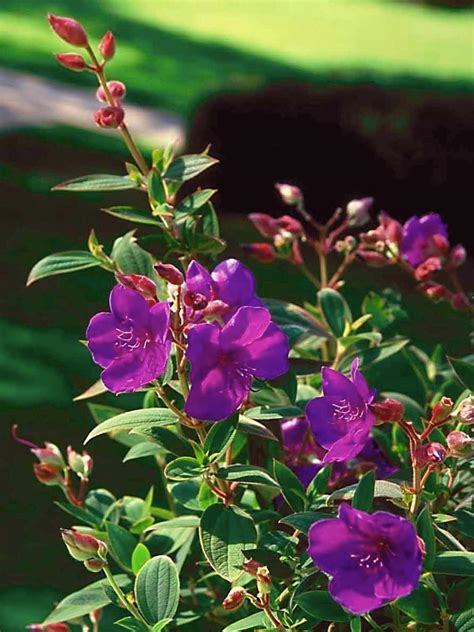 Check spelling or type a new query. Princess Flower, Glory Bush | HGTV