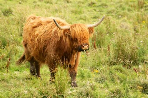 Eastern Scotland Hairy Coos And Banff This International Life