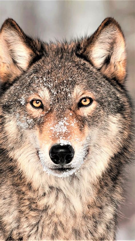 See more ideas about 4k wallpaper for mobile, wolf wallpaper, wolf spirit animal. Wallpaper Wolf, grey, 4K, Animals #19451