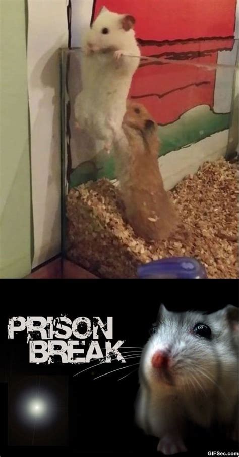 Funny  Prison Break Hamster Edition Viral Viral Videos