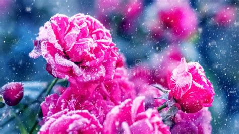 Pink Roses Are Covered With Frost And Hoarfrost In The Garden On The