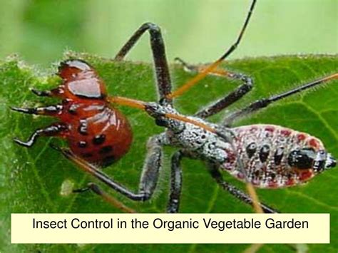This method of insect control can be used in homes as well. PPT - Insect Control in the Organic Vegetable Garden ...