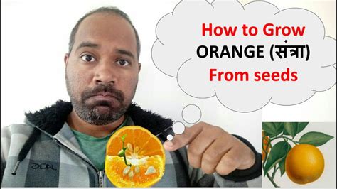 How To Grow Orange Plant From Seeds बिज से संत्रा आॅरेंज कैसे उगाए