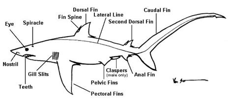World Of Sharks Physiology And Anatomy